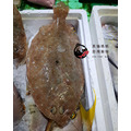 澎湖野生比目魚 扁魚｜Penghu Wild Flounder/ Flatfish_1