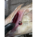 澎湖野生雲紋石斑【船釣】｜Penghu Wild Grouper_2