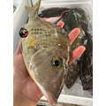 澎湖野生正龍占魚【手釣】紅鰭裸頰鯛｜Sand Snapper