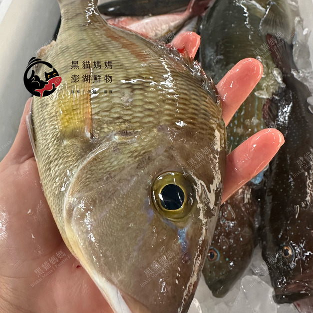 澎湖野生正龍占魚【手釣】紅鰭裸頰鯛｜Sand Snapper