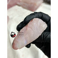 澎湖野生雲紋石斑【船釣】｜Penghu Wild Grouper_7