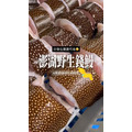 澎湖野生錢鰻【活處理】切塊｜Penghu Wild Moray Eel_8