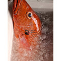 澎湖野生手釣紅鰽魚【海釣】銀紋笛鯛｜Penghu Line-Caught Red Snapper