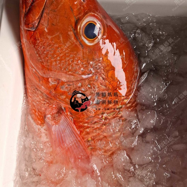 澎湖野生手釣紅鰽魚【海釣】銀紋笛鯛｜Penghu Line-Caught Red Snapper