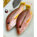 澎湖野生赤筆仔【手釣】縱帶笛鯛｜Brownstripe Red Snapper_3