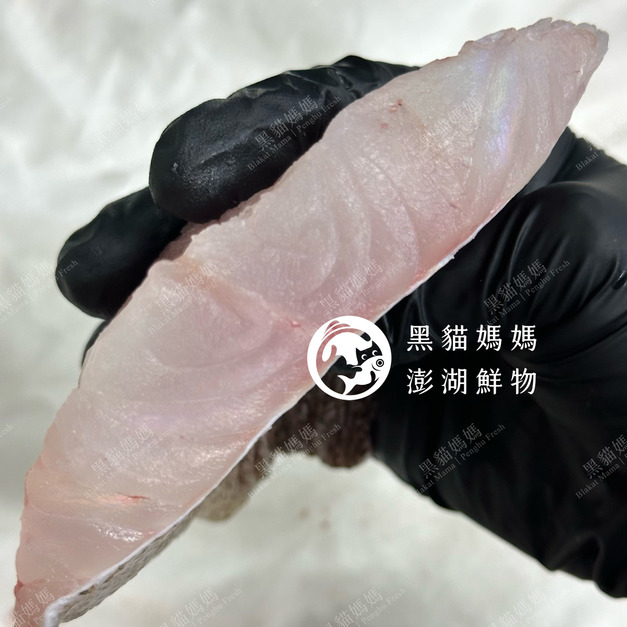 澎湖野生雲紋石斑【船釣】｜Penghu Wild Grouper