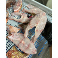 澎湖野生手釣紅鰽魚【海釣】銀紋笛鯛｜Penghu Line-Caught Red Snapper_2