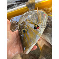 澎湖野生青嘴龍占魚【手釣】星斑裸頰鯛｜Sand Snapper