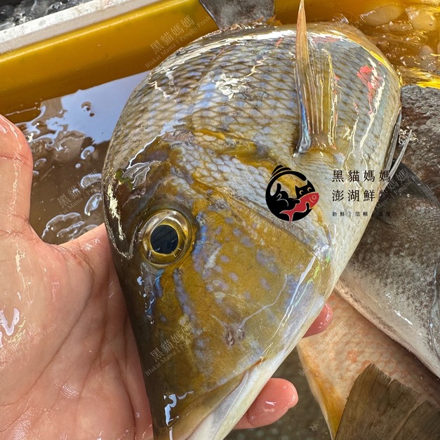 澎湖野生青嘴龍占魚【手釣】星斑裸頰鯛｜Sand Snapper