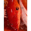澎湖野生紅鰷【手釣】分切真空包｜Penghu Red Grouper 紅條