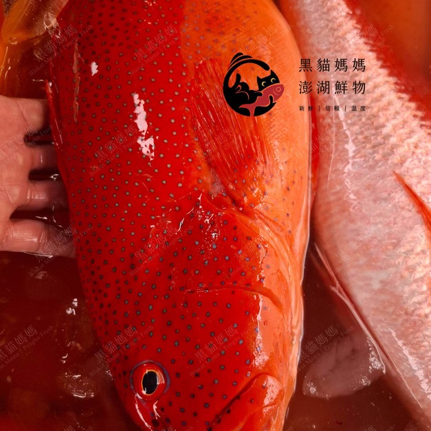 澎湖野生紅鰷【手釣】分切真空包｜Penghu Red Grouper 紅條