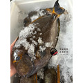 澎湖野生倒吊魚（杜氏刺尾鯛）｜Penghu Surgeonfish