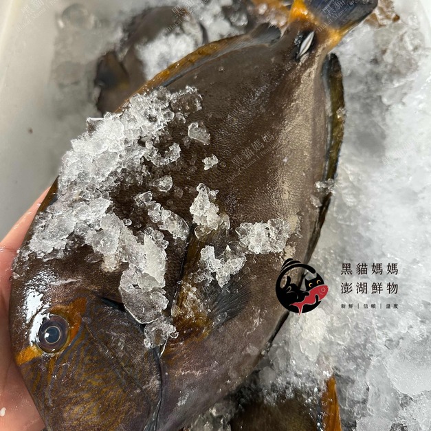 澎湖野生倒吊魚（杜氏刺尾鯛）｜Penghu Surgeonfish