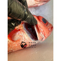 澎湖野生長尾鳥【釣】長尾濱鯛｜Penghu Longtail Snapper_3
