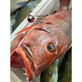 澎湖野生手釣紅鰽魚【海釣】銀紋笛鯛｜Penghu Line-Caught Red Snapper_4
