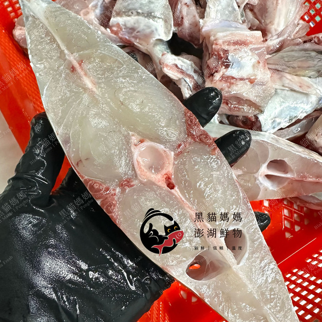 澎湖野生印度長絲鯵【定置網活魚】輪切片｜Alectis indicus（銅鏡魽仔／白鬚公）