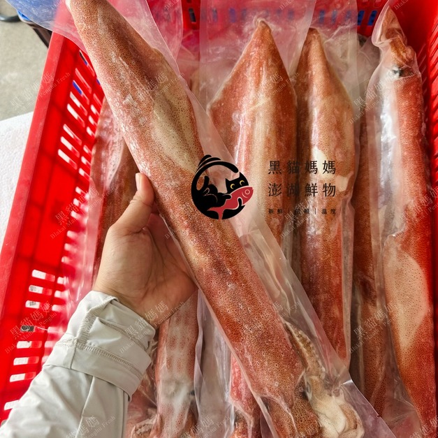 澎湖野生活凍砲管【手釣】大尺寸｜Penghu Line-Caught Neritic Squid