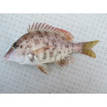 澎湖野生正龍占魚【手釣】紅鰭裸頰鯛｜Penghu Wild Sand Snapper_4