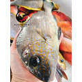 澎湖野生加志魚（日本天皇魚）_1