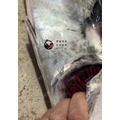 澎湖野生白腹魚【船釣】白北_4