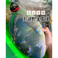 澎湖野生石佬魚【漁獵】邵氏寒鯛｜Penghu Tuskfish