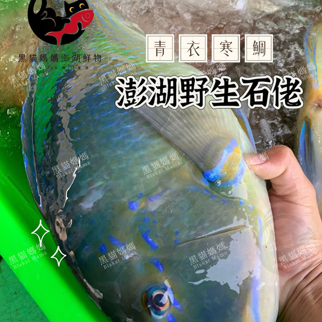 澎湖野生石佬魚【漁獵】邵氏寒鯛｜Penghu Tuskfish