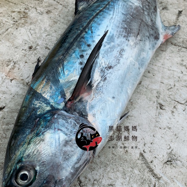 澎湖野生白腹魚【船釣】白北