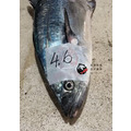澎湖野生白腹魚【船釣】白北_3