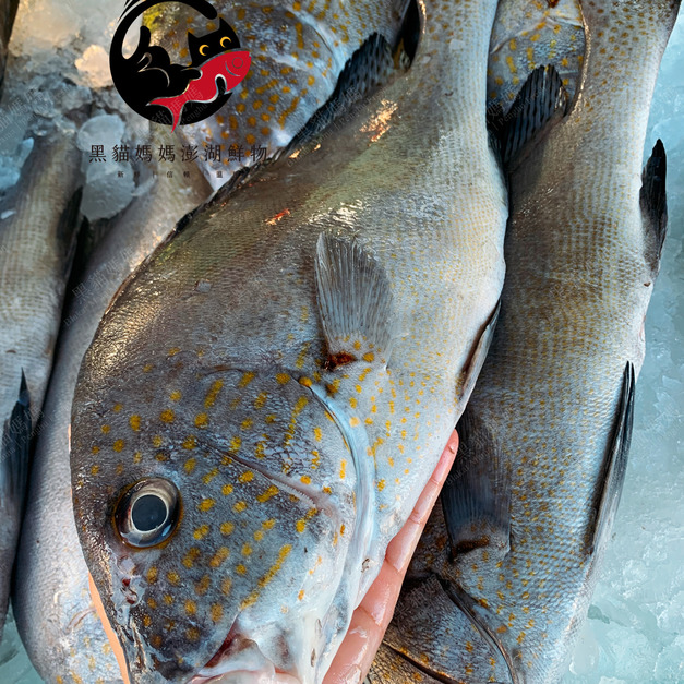 澎湖野生加志魚（日本天皇魚）
