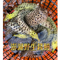 澎湖野生錢鰻【活處理】切塊｜Penghu Wild Moray Eel