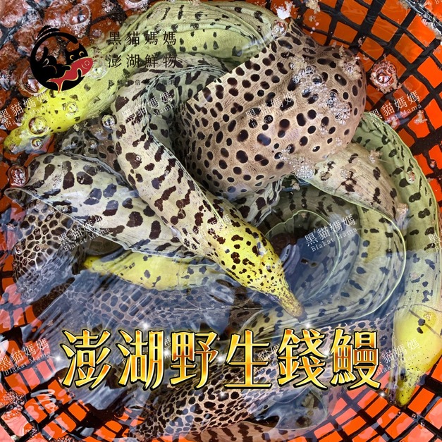 澎湖野生錢鰻【活處理】切塊｜Penghu Wild Moray Eel