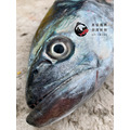 澎湖野生白腹魚【船釣】白北_1