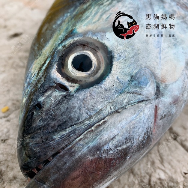 澎湖野生白腹魚【手釣】白北｜台灣馬加鰆 Taiwanese Seerfish