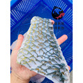 澎湖野生石佬魚【漁獵】邵氏寒鯛｜Penghu Tuskfish_5