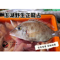 澎湖野生正龍占魚【手釣】紅鰭裸頰鯛｜Penghu Wild Sand Snapper