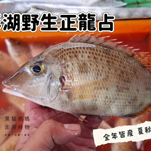 澎湖野生正龍占魚【手釣】紅鰭裸頰鯛｜Penghu Wild Sand Snapper