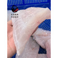 澎湖野生石佬魚【漁獵】邵氏寒鯛｜Penghu Tuskfish_6