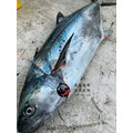 澎湖野生白腹魚【手釣】白北｜台灣馬加鰆 Taiwanese Seerfish_2