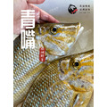 澎湖野生青嘴龍占魚【手釣】星斑裸頰鯛｜Sand Snapper_1