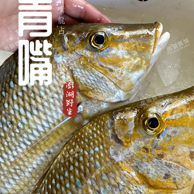 澎湖野生青嘴龍占魚 輪切片｜Sand snapper