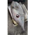 澎湖野生剝皮魚【活處理】切片｜Penghu Wild Filefish_1