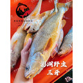 澎湖野生三牙【船釣】紅牙䱛｜Penghu Tigertooth Croaker