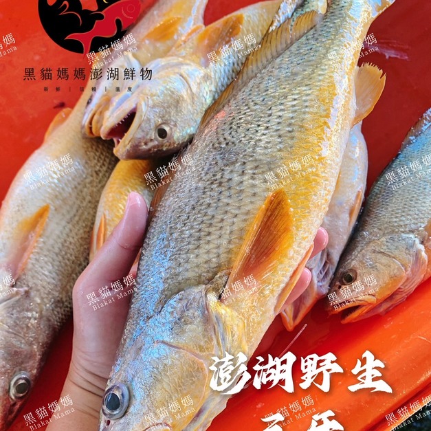 澎湖野生三牙【船釣】紅牙䱛｜Penghu Tigertooth Croaker