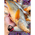 澎湖野生三牙【船釣】紅牙䱛｜Penghu Tigertooth Croaker_2