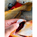 澎湖野生三牙【船釣】紅牙䱛｜Penghu Tigertooth Croaker_1