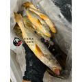 澎湖野生三牙【船釣】紅牙䱛｜Penghu Tigertooth Croaker_3