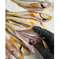 澎湖野生三牙【船釣】紅牙䱛｜Penghu Tigertooth Croaker_5