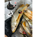 澎湖野生三牙【船釣】紅牙䱛｜Penghu Tigertooth Croaker_4