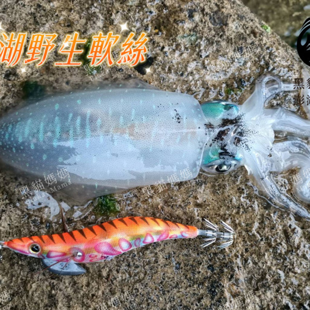 澎湖野生活凍軟絲【手釣】生食級｜Line-Caught Squid 