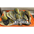 澎湖野生石佬魚【漁獵】邵氏寒鯛｜Penghu Tuskfish_3